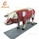pig anatomy model